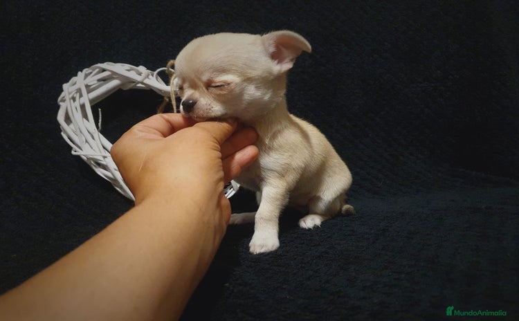 Chihuahua perros - Anuncio 1