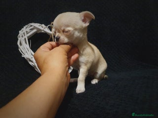 Chihuahua perros - Anuncio 27