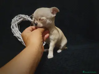 Chihuahua perros Chiguagua - Anuncio 11