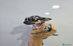 Chihuahua perros en venta: Increíbles chihuahuas toy merles - Imagen 5
