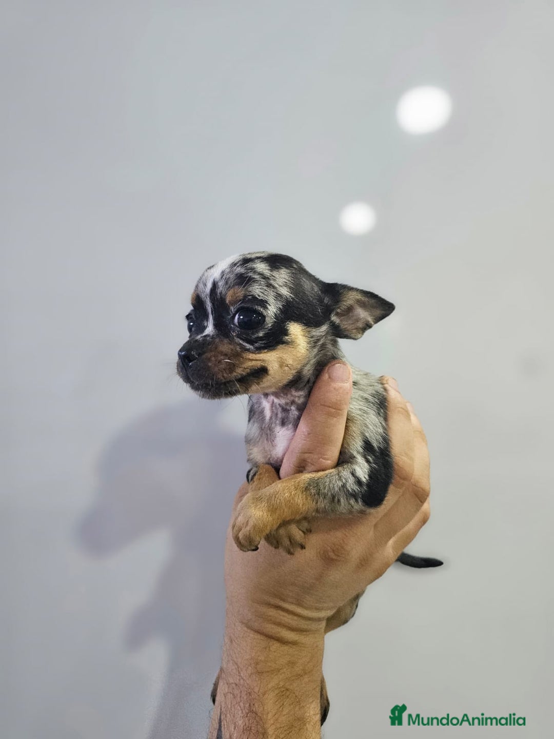 Chihuahua perros en venta: Increíbles chihuahuas toy merles - Imagen 5