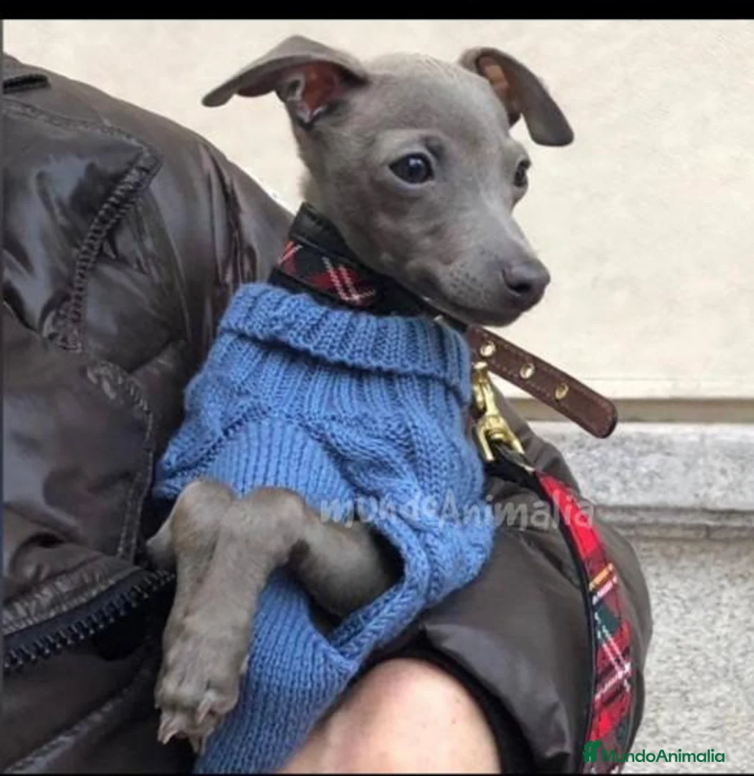 Imagen de galería {{count}}