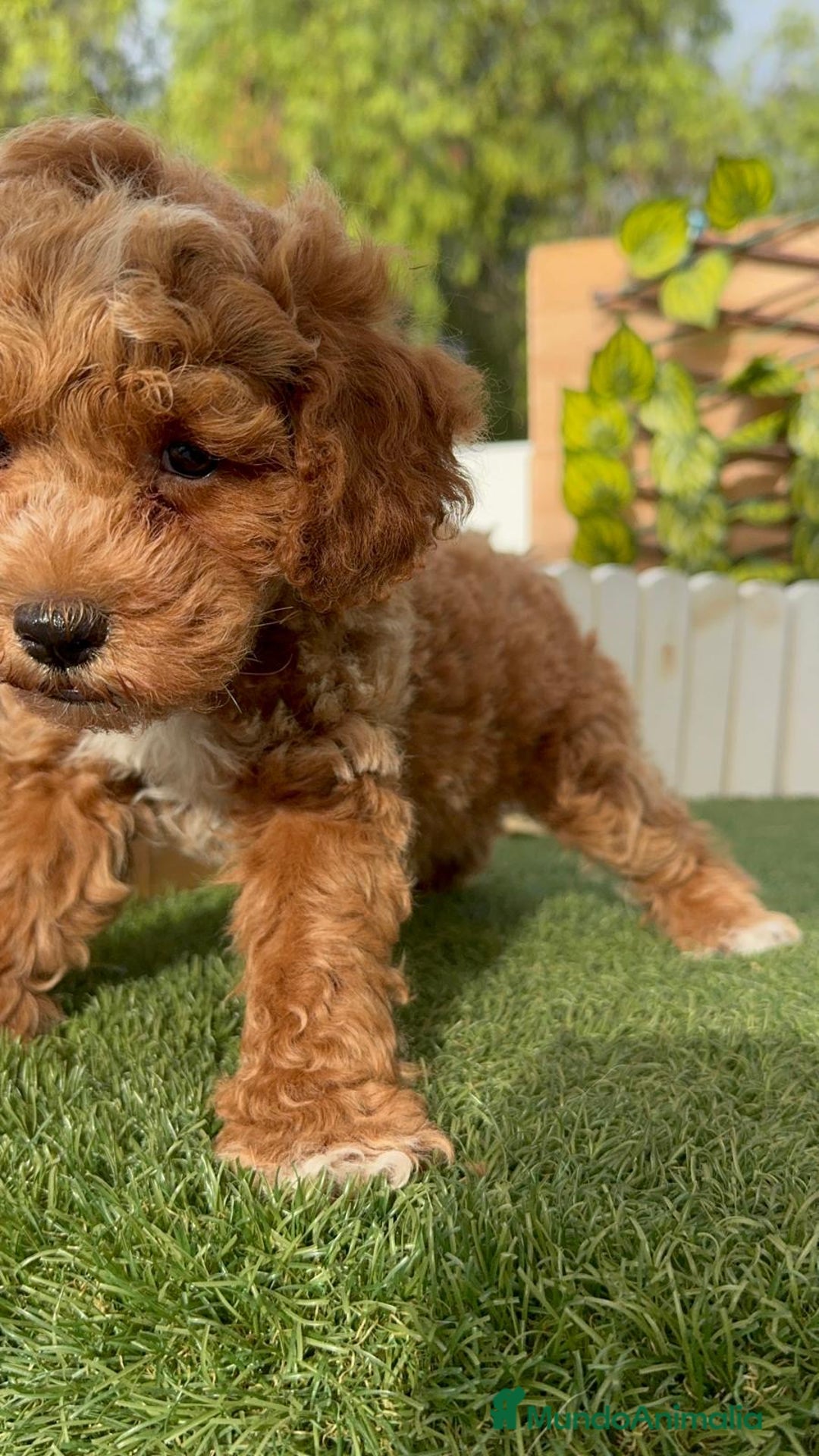 Caniche Toy perros en venta: CANICHE TOY MACHO - Imagen 15