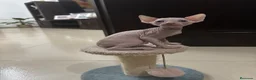Sphynx gatos en venta: Gatos shpynx - Anuncio 5
