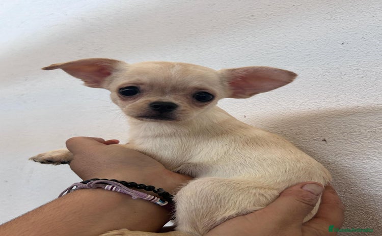 Chihuahua perros - Anuncio 2