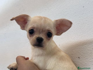 Chihuahua perros - Anuncio 10