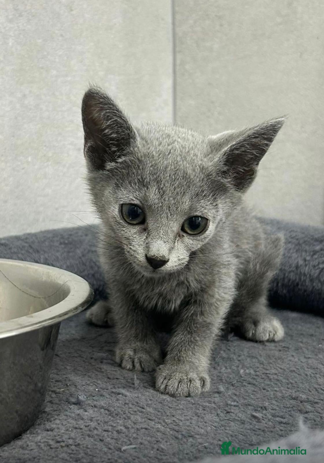 Azul Ruso gatos Hembra de azul ruso - Anuncio 3