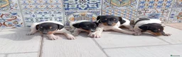 Ratonero Bodeguero Andaluz perros en venta: Bodegueros jerezanos Minis Máxima Calidad - Anuncio 5