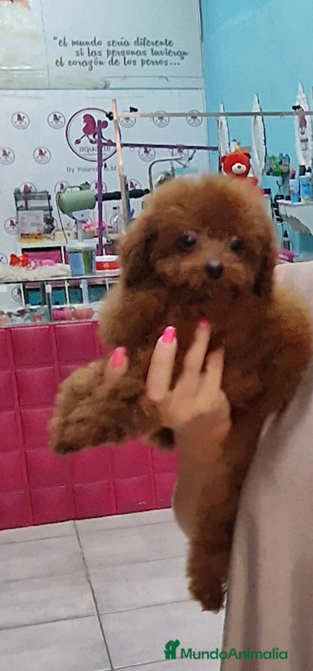 Caniche Toy perros en venta: MACHO CANICHE TOY ASIATICO 100% - Imagen 1