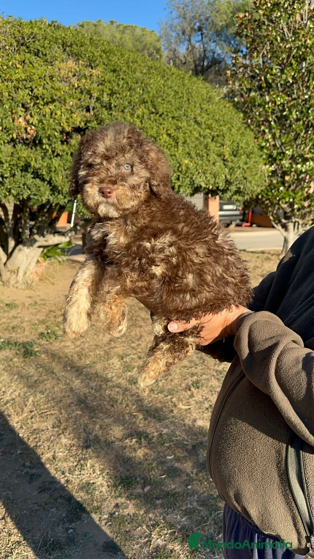 Perro de Agua Español perros en venta: Perro de Agua - Anuncio 1