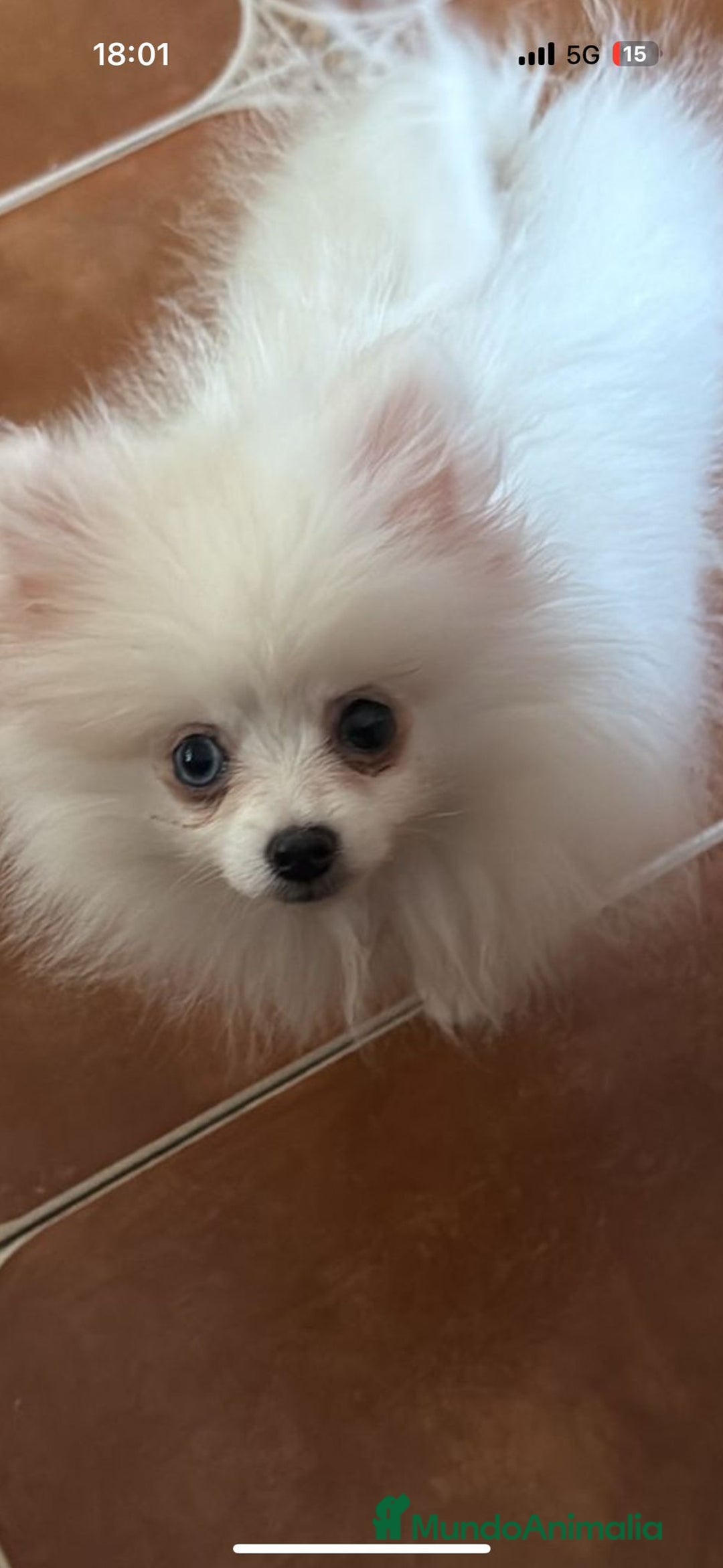 Pomerania perros en venta: Lulu pomerania  - Anuncio 13