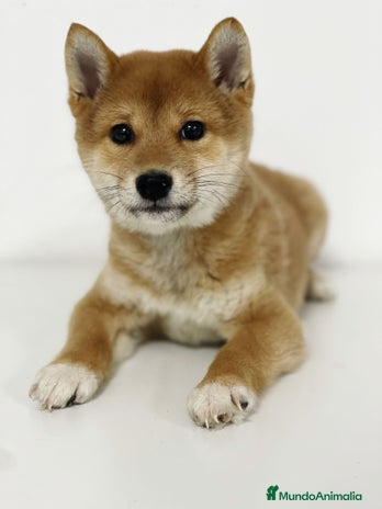Shiba Inu perros - Anuncio 14