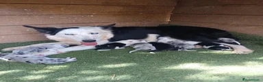 Border Collie 2