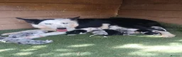 Border Collie perros en venta: Border collie  - Anuncio 7