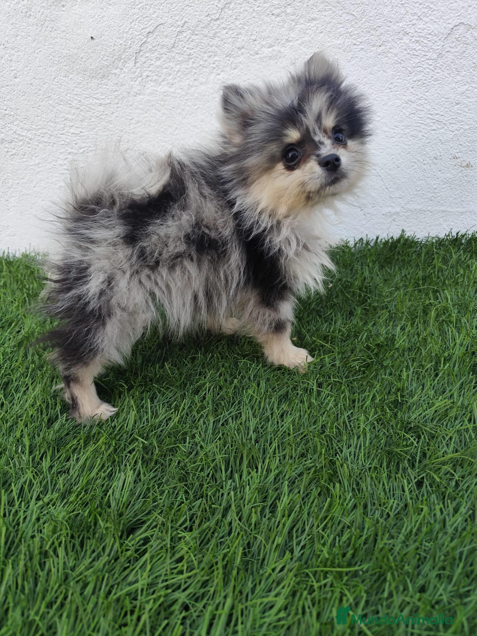 Pomerania perros Pomerania toy  - Anuncio 2