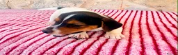 Jack Russell Terrier perros en venta: Jack Russell terrier  - Anuncio 3