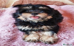 Maltipoo perros en venta: MALTIPOO  - Imagen 2