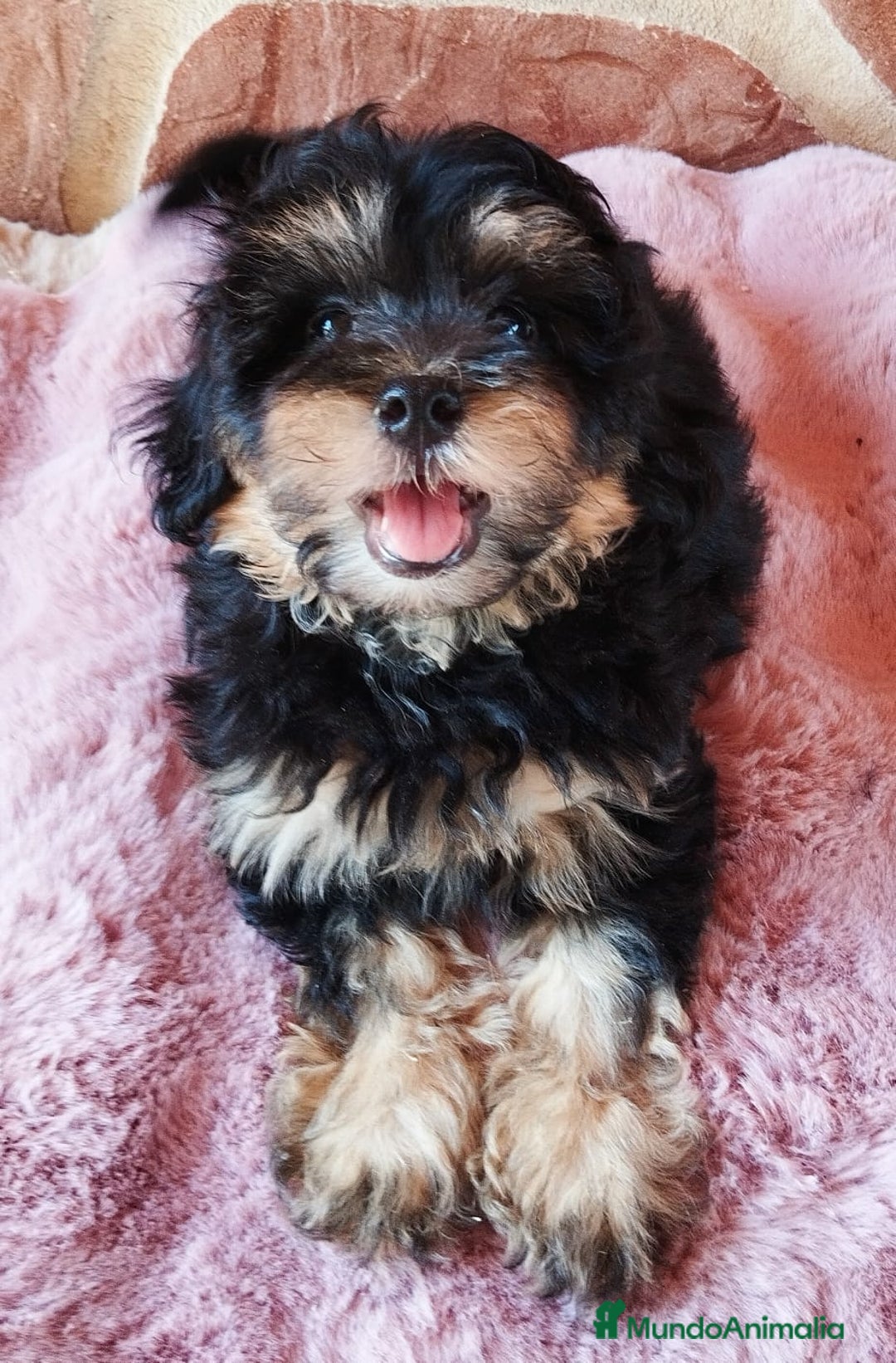 Maltipoo perros en venta: MALTIPOO  - Imagen 2