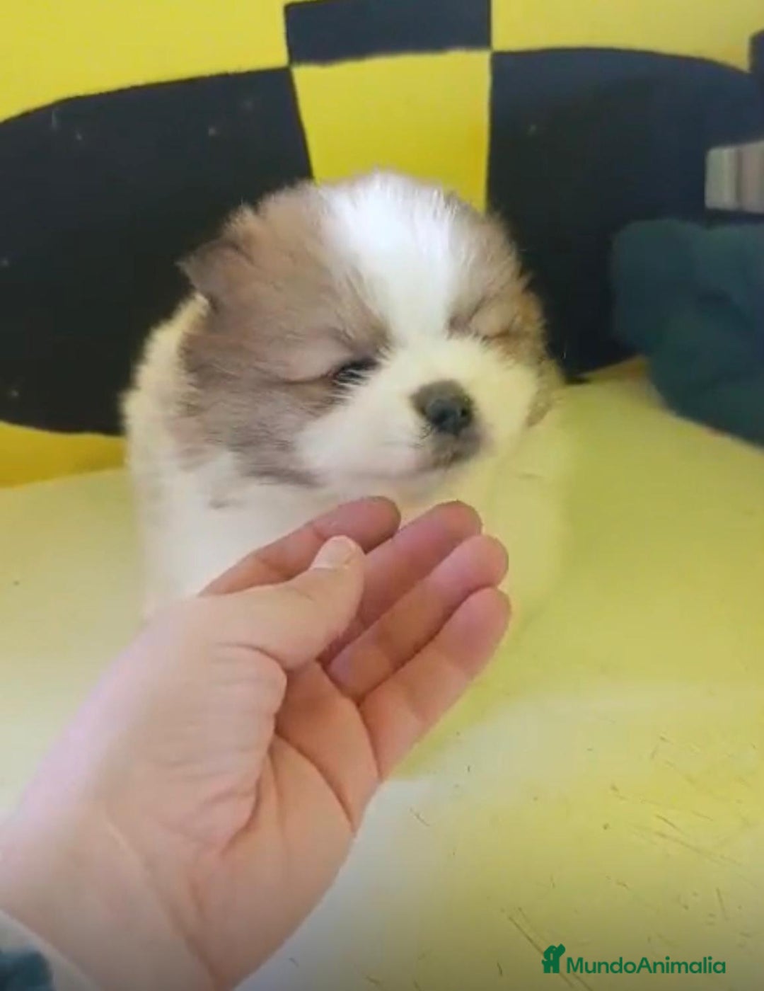 Pomerania perros en venta: Lulu pomerania toy - Anuncio 4