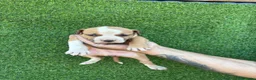 American Staffordshire-Terrier perros en venta: America Staffordshire terrier  - Anuncio 13