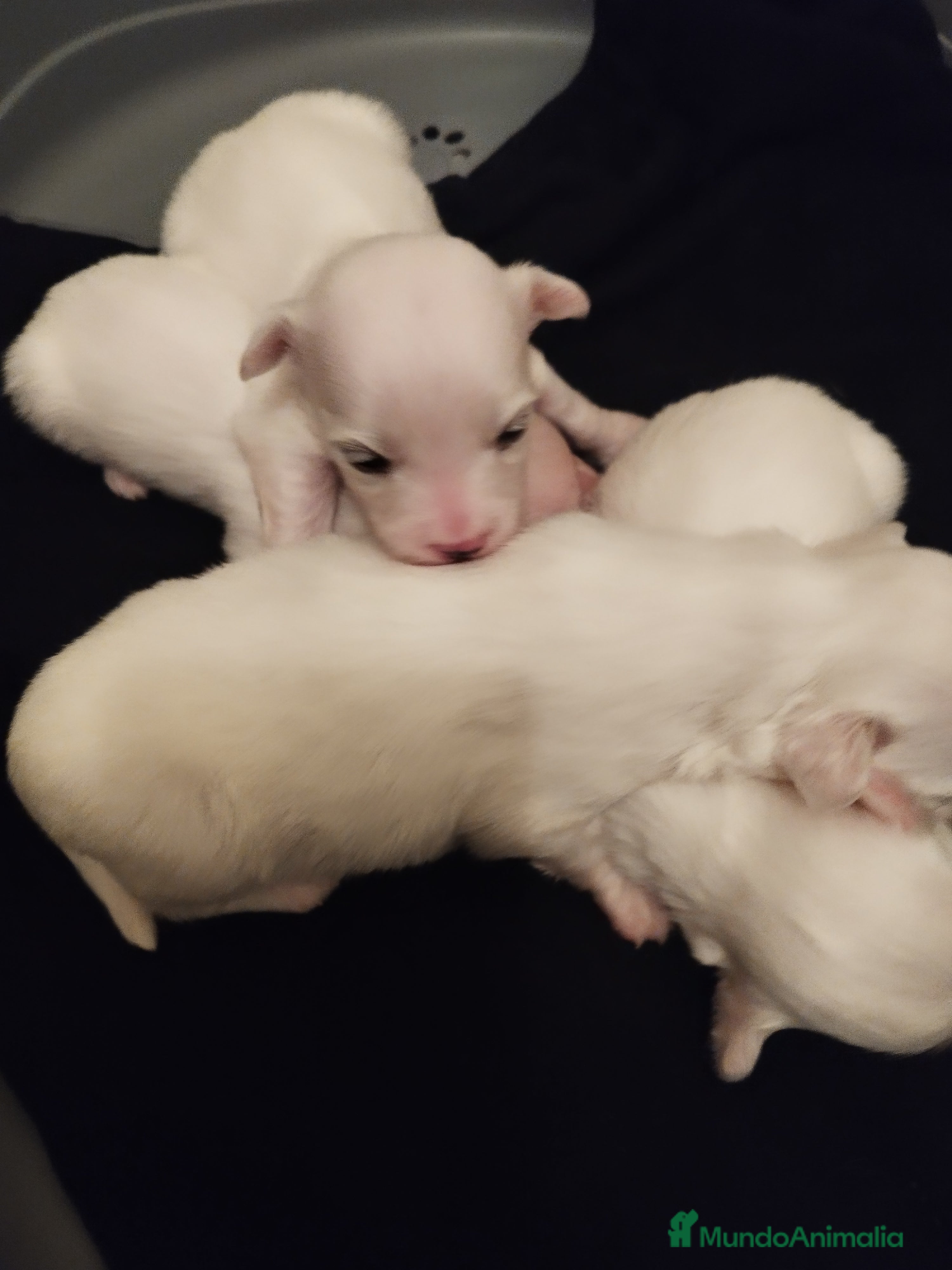 Bichón Maltés perros Cachorritos de bichón maltés  - Anuncio 1