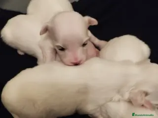 Bichón Maltés perros Cachorritos de bichón maltés - Anuncio 1