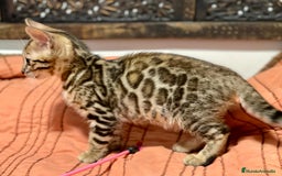 Bengalí gatos en venta: Gatita Bengalí - 3 Meses - Anuncio 7