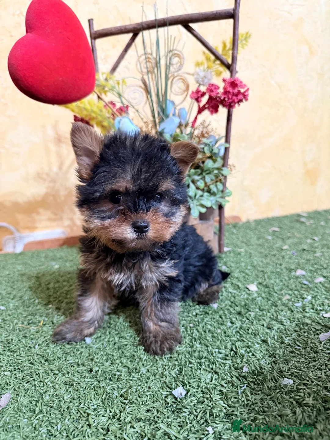 Yorkshire Terrier perros en venta: Yorkshire terrier muy bonitos!! - Anuncio 3