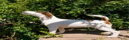 Jack Russell Terrier perros en venta: Jack russell terries - Anuncio 2