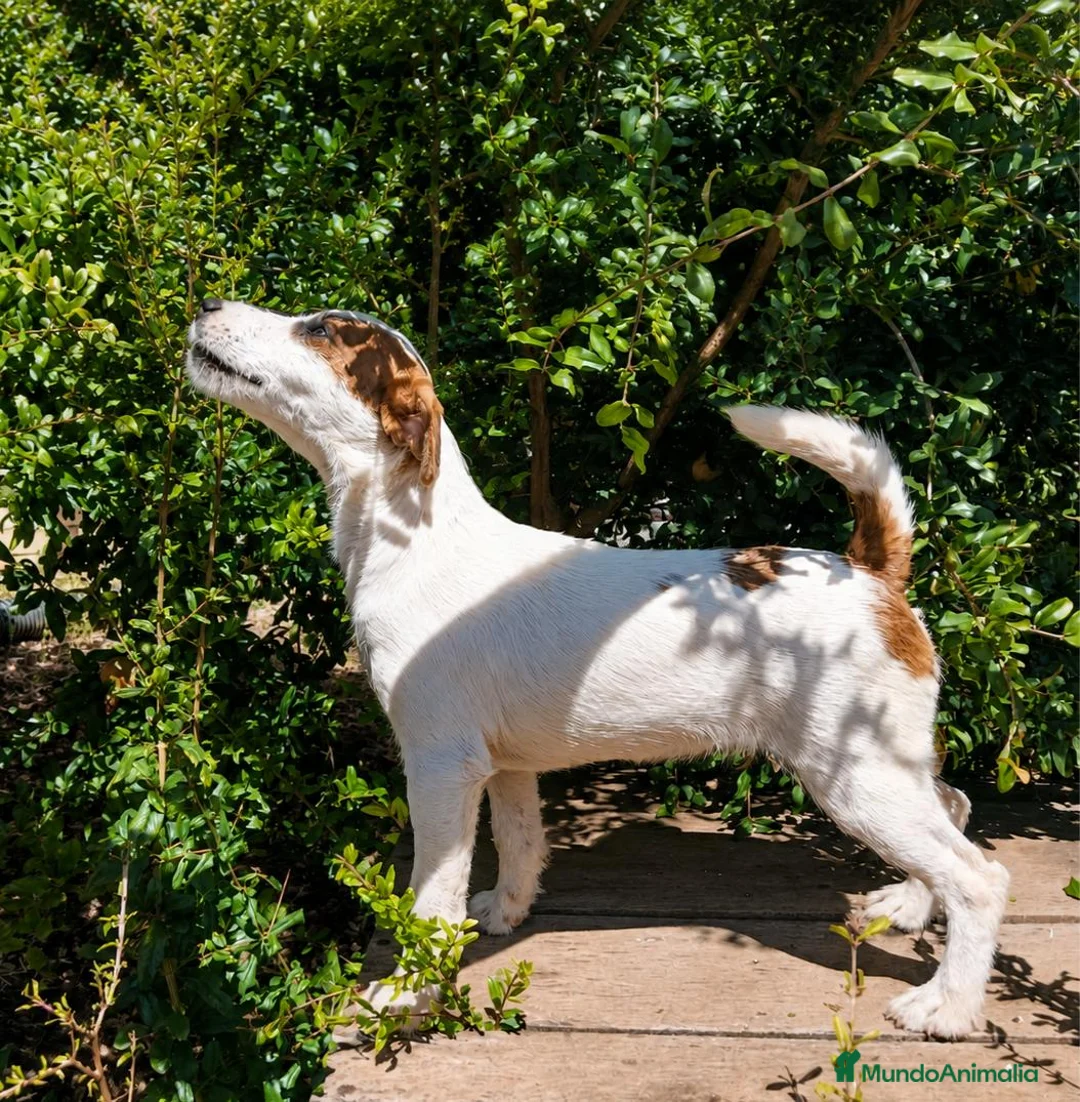 Jack Russell Terrier perros en venta: Jack russell terries - Anuncio 2