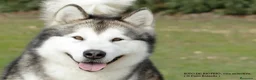 Alaskan Malamute perros en venta: Alaska Malamute  - Anuncio 3