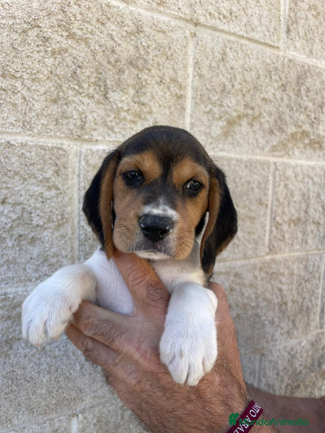 Beagle perros en venta: Beagles para entregar  - Imagen 6