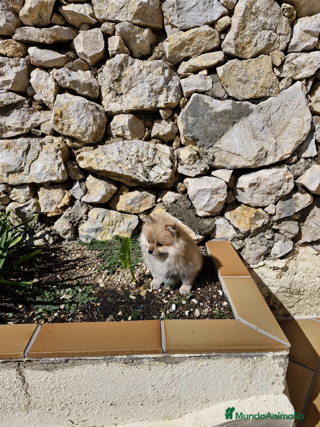 Pomerania perros en venta: Lulú de pomerania  en Barcelona - Anuncio 5
