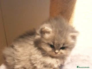 Británico de Pelo Corto Azul gatos British bebes en Barcelona - Anuncio 6