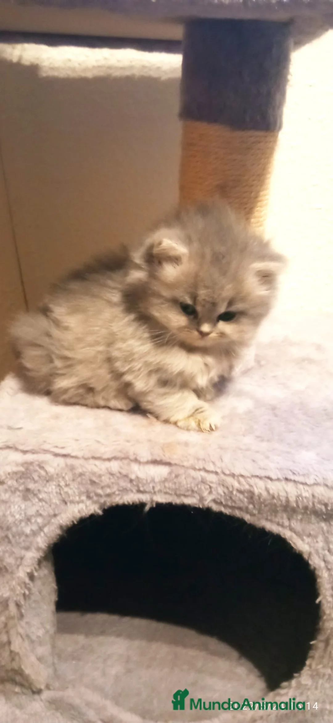 Británico de Pelo Corto Azul gatos en venta: British bebes en Barcelona - Anuncio 1