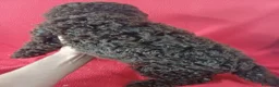 Perro de Agua Español perros en venta: Perro de Agua Español  - Anuncio 3