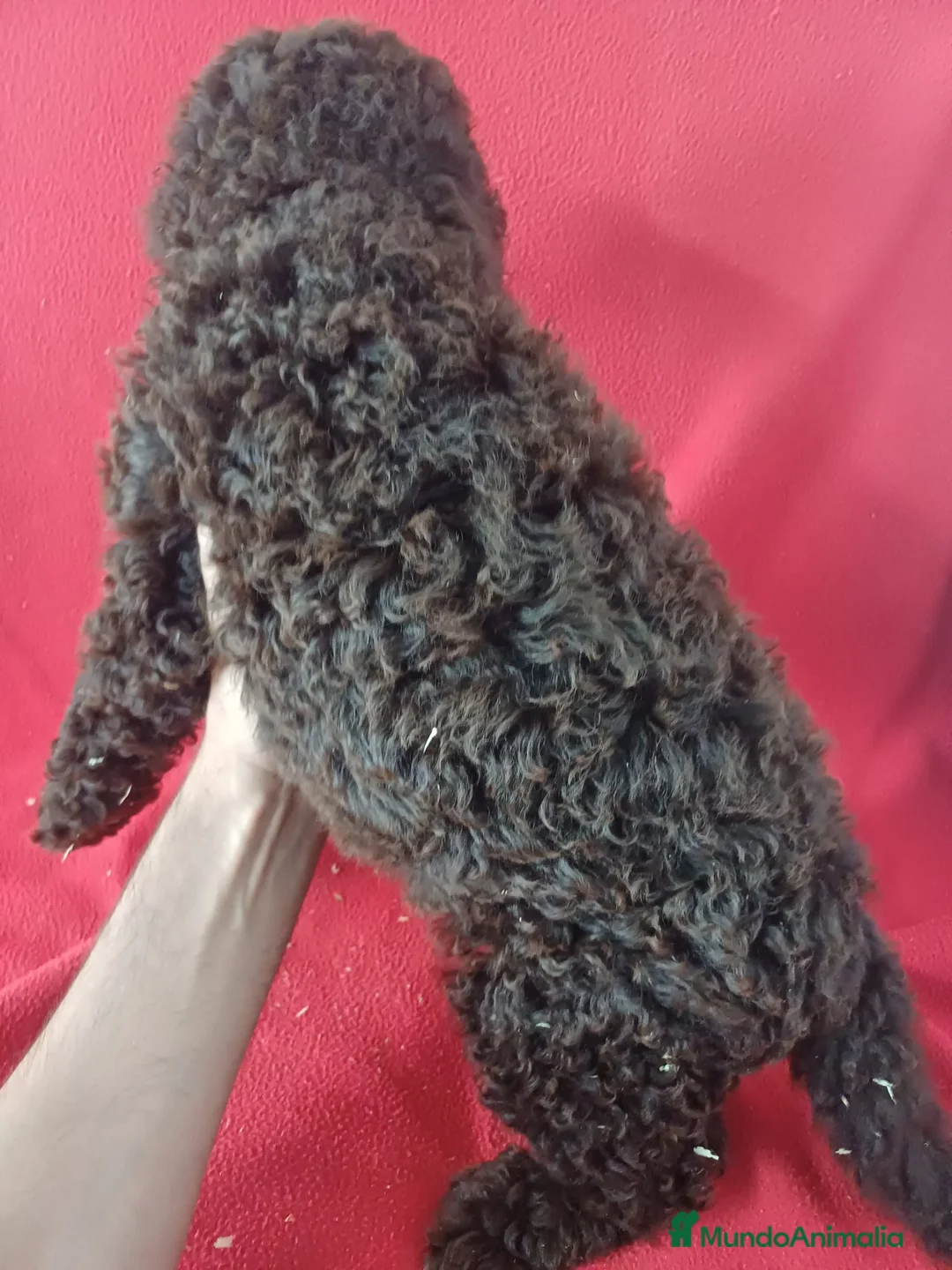 Perro de Agua Español perros en venta: Perro de Agua Español  - Anuncio 3