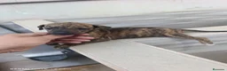 Whippet perros en venta: Cachorros de Whippet  - Anuncio 3