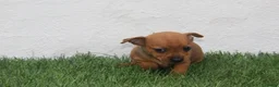 Raza Mixta perros en venta: Minijack - Anuncio 4