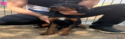 Setter Gordon perros en venta: SETTER GORDON, EXCELENTES - Anuncio 2