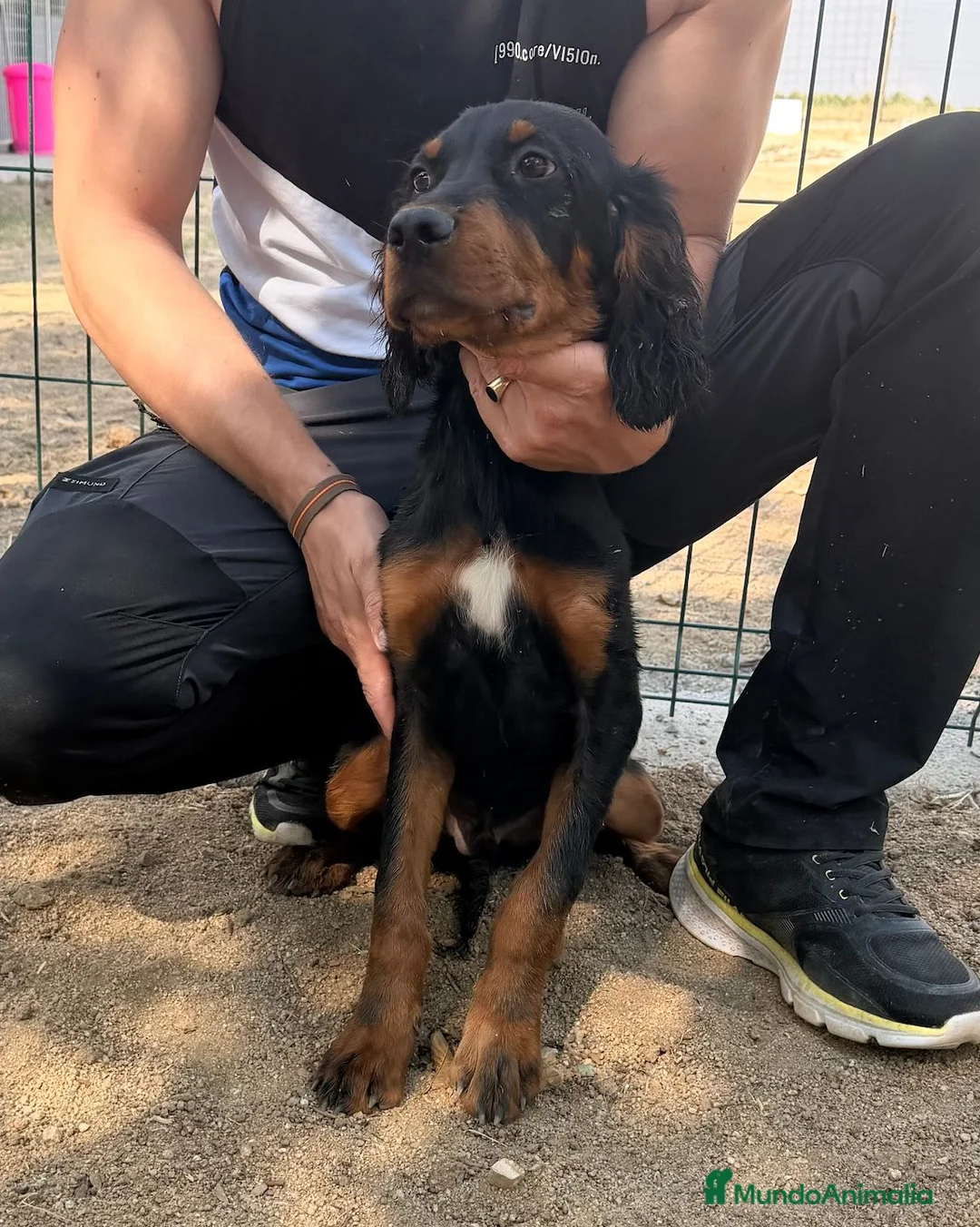 Setter Gordon perros en venta: SETTER GORDON, EXCELENTES - Anuncio 2