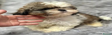 Shih Tzu Cachorro 1