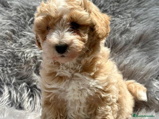 Maltipoo perros en Barcelona - Anuncio 30