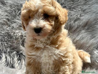 Maltipoo perros Maltipoo en Barcelona - Anuncio 19