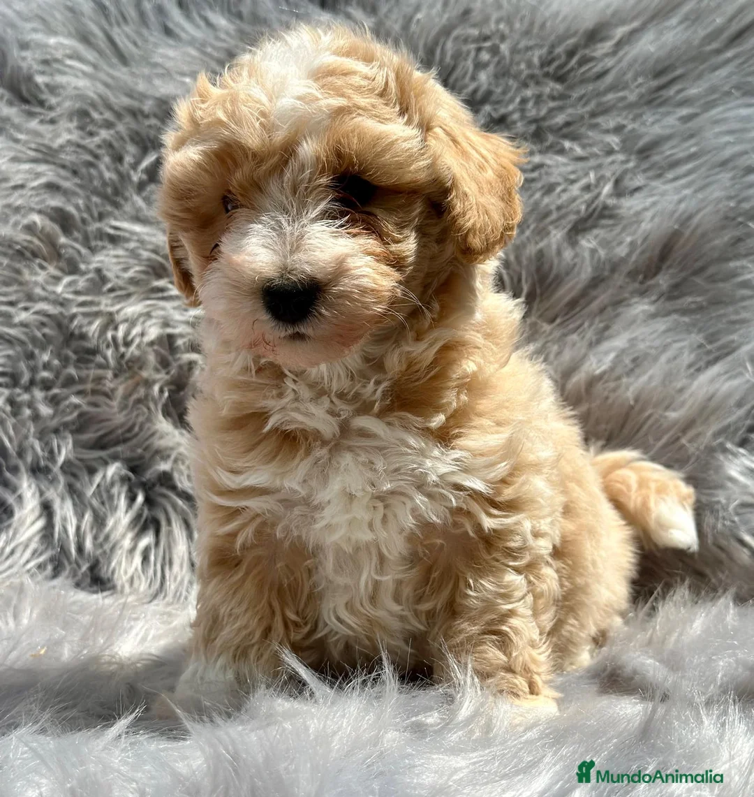 Maltipoo perros en venta: Maltipoo en Barcelona - Anuncio 1