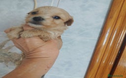 Maltipoo perros en venta: Maltipoo mini calidad y selección  - Imagen 2