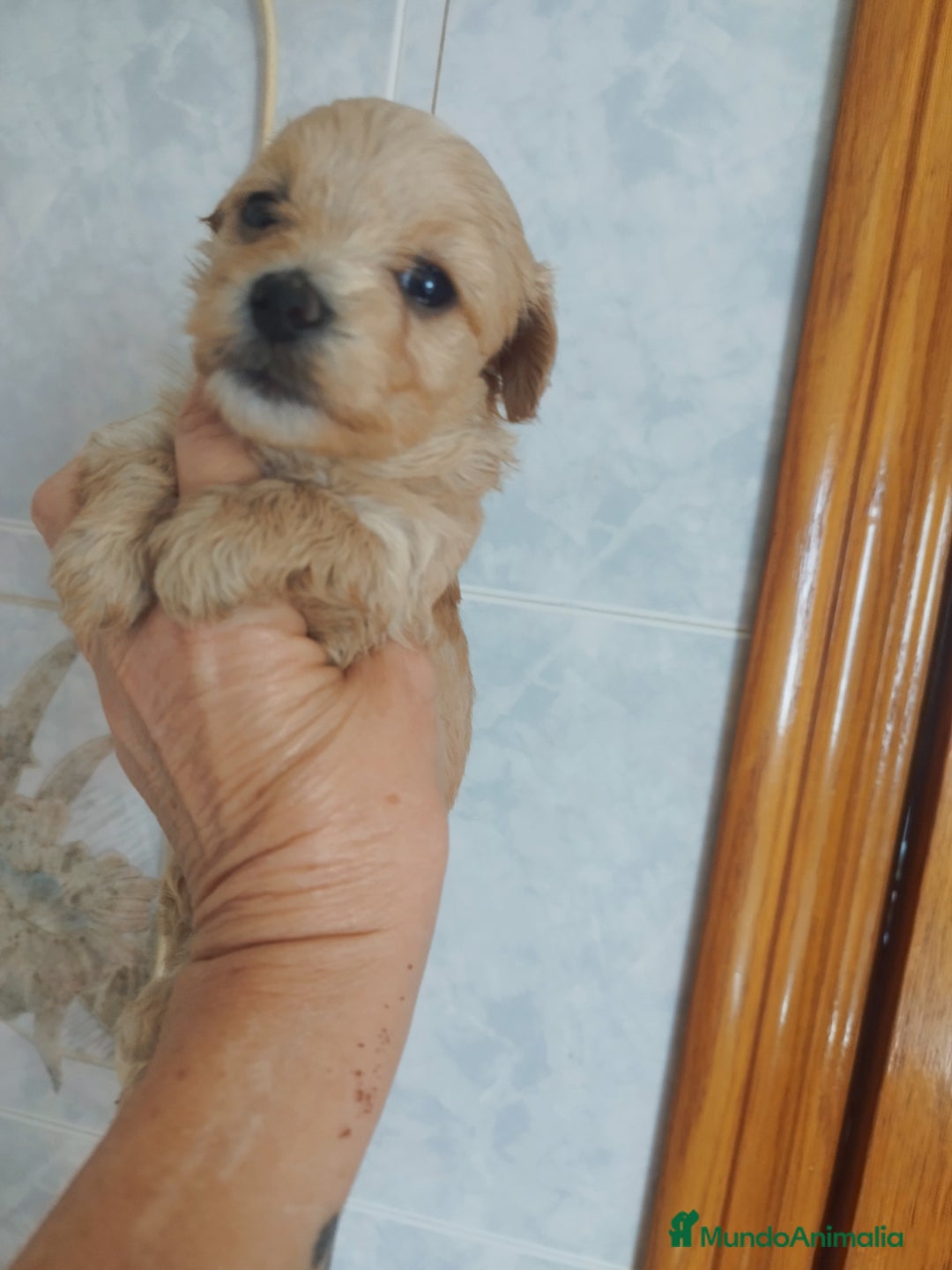 Maltipoo perros en venta: Maltipoo mini calidad y selección  - Imagen 2