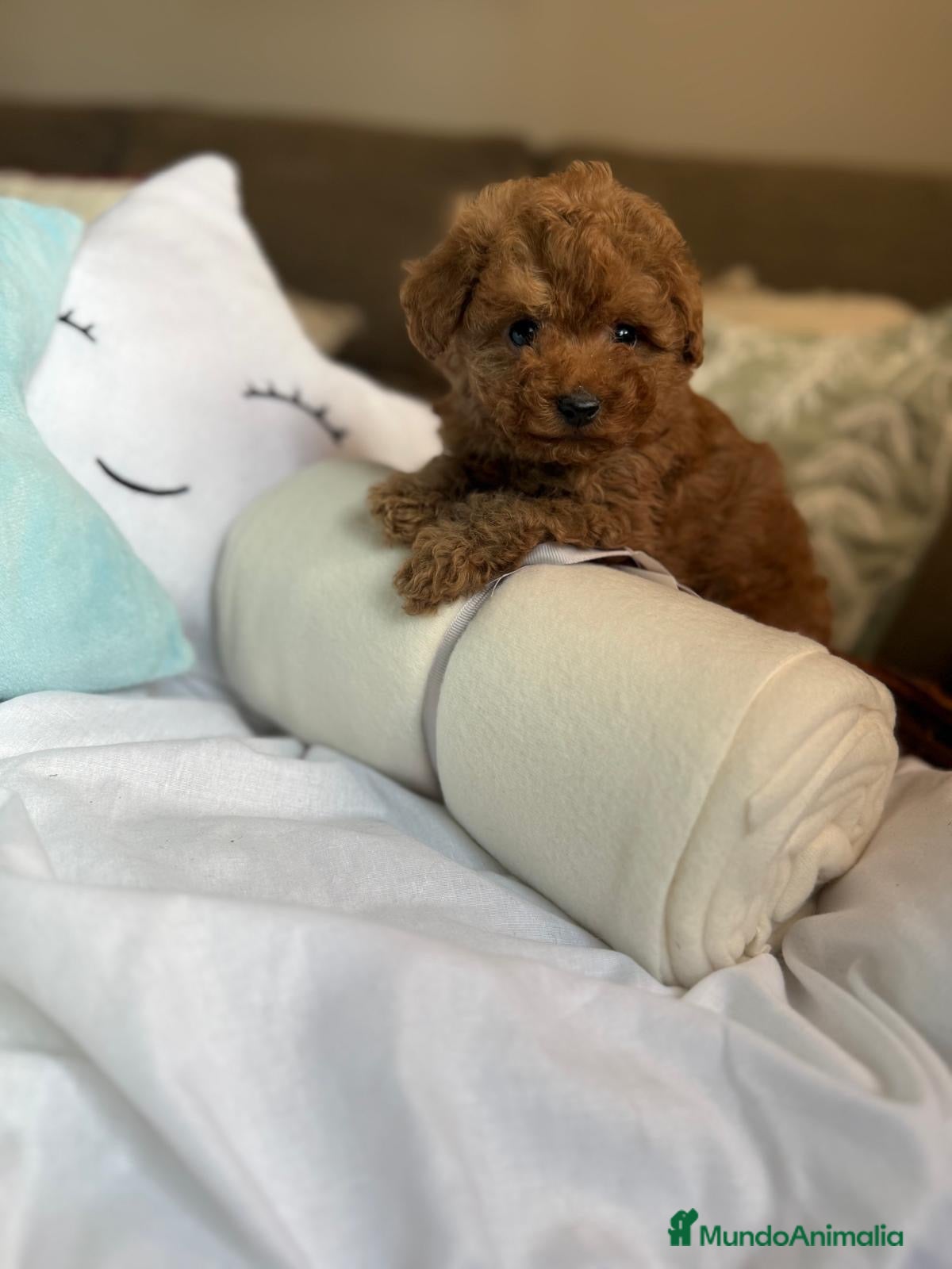 Caniche Toy perros Caniche Toy disponible  - Anuncio 2