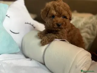 Caniche Toy perros Caniche Toy disponible - Anuncio 2