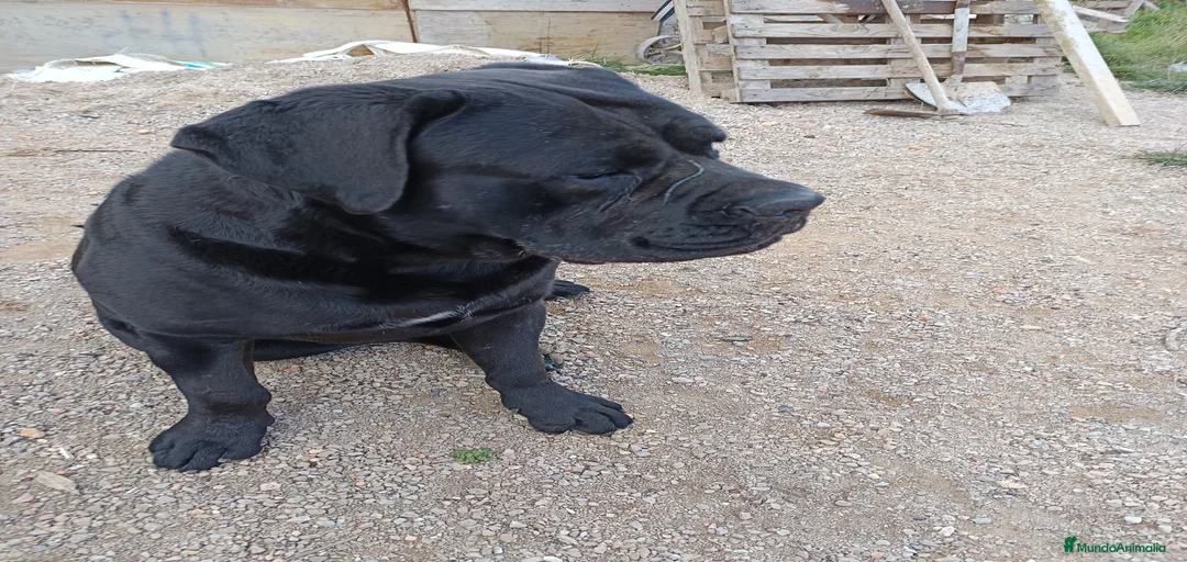 Imagen de galería {{count}}